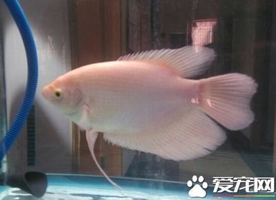 招財魚和龍魚和龍魚混養技術大型招財魚和龍魚混養教程：招財魚和什么魚混養好