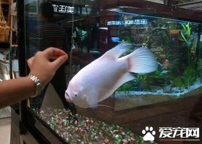 招財魚和龍魚和龍魚混養技術大型招財魚和龍魚混養教程：招財魚和什么魚混養好