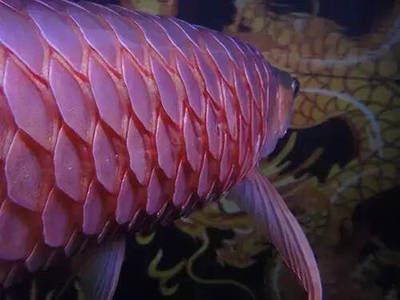 龍魚魚鱗上有白點怎么回事：龍魚魚鱗上出現白點是怎么回事