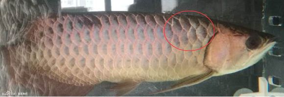 龍魚魚鱗上有白點怎么回事：龍魚魚鱗上出現白點是怎么回事