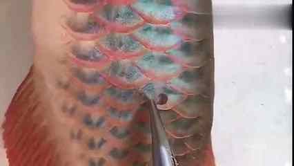 龍魚魚鱗上有白點怎么回事：龍魚魚鱗上出現白點是怎么回事