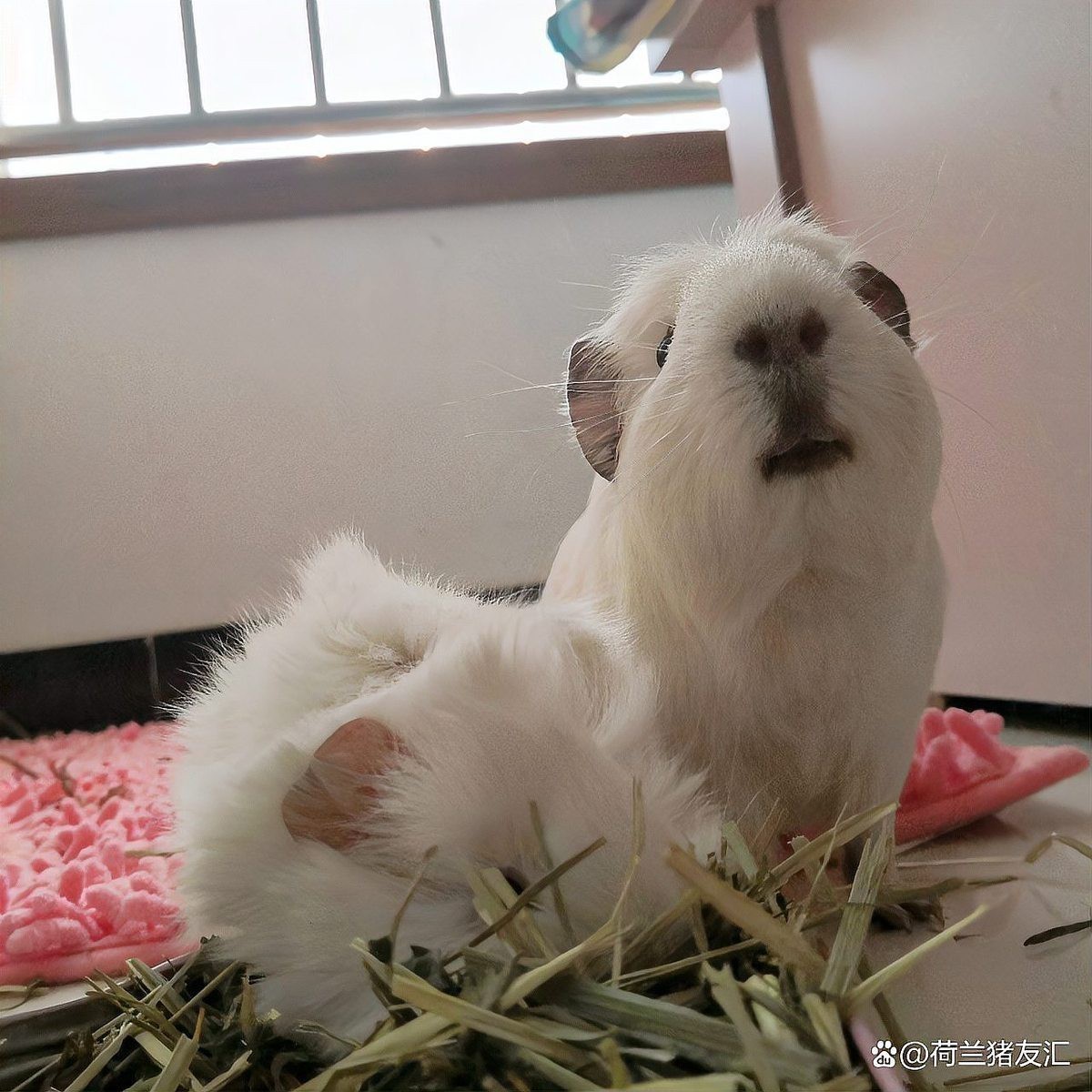 龍貓和荷蘭豬的食物有何不同？