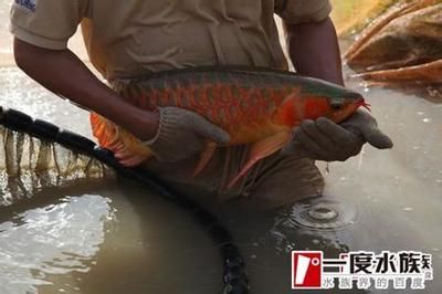 紅龍魚什么叫通貨魚：紅龍魚通常是指在紅龍魚市場中品質較為普通、常見、常見