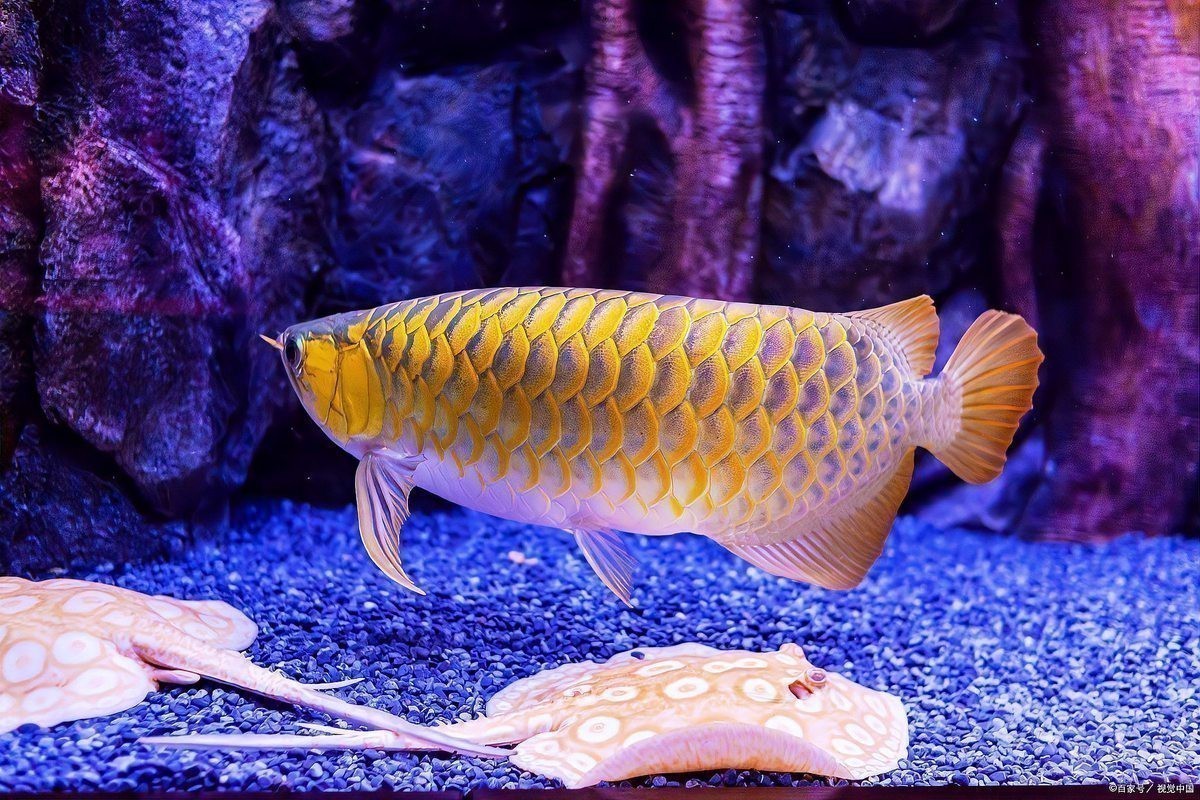 過背金龍魚多久換一次水？