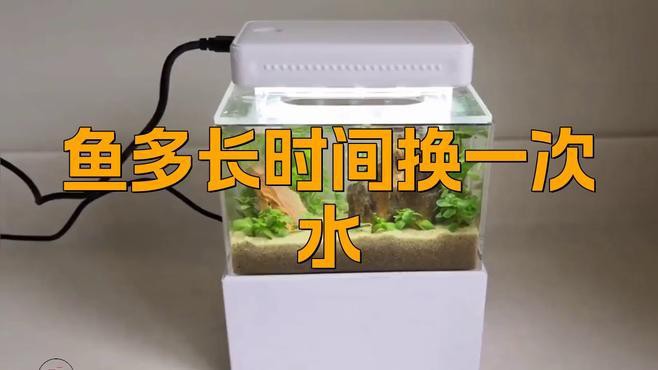過背金龍魚多久換一次水？