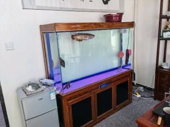 龍魚虎魚混養尺寸多大好：龍魚和虎魚混養尺寸的選擇是一個非常重要的因素