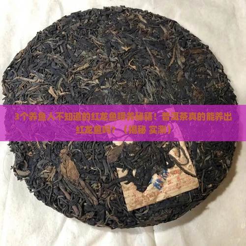 用茶葉水養龍魚可以嗎視頻