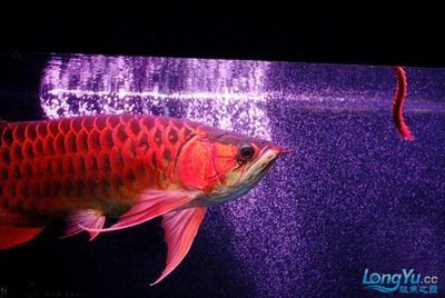 龍魚發色燈正確位置圖片視頻講解：如何正確放置龍魚發色燈