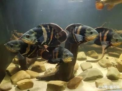 銀板魚最佳飼養環境設置：銀板魚最佳飼養環境設置要點
