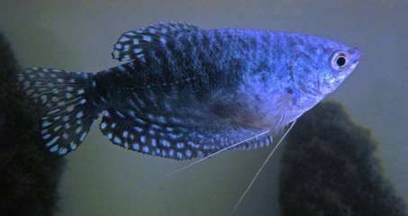 龍魚有卵了怎么辦？：龍魚有卵了怎么辦
