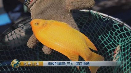 黃龍魚樣子：美麗多彩的熱帶觀賞魚——黃龍魚