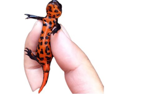 小火龍多久喂一次食物？