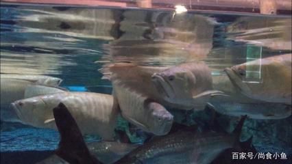 巴西亞比龍魚大可以嗎（巴西亞魚與龍魚混養時，體型匹配是重要因素的考慮因素）