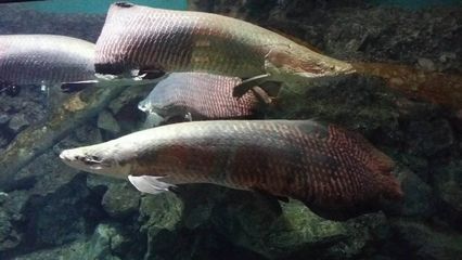 巴西亞比龍魚大可以嗎（巴西亞魚與龍魚混養時，體型匹配是重要因素的考慮因素）