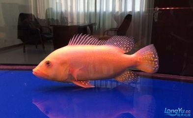 巴西亞比龍魚大可以嗎（巴西亞魚與龍魚混養時，體型匹配是重要因素的考慮因素）