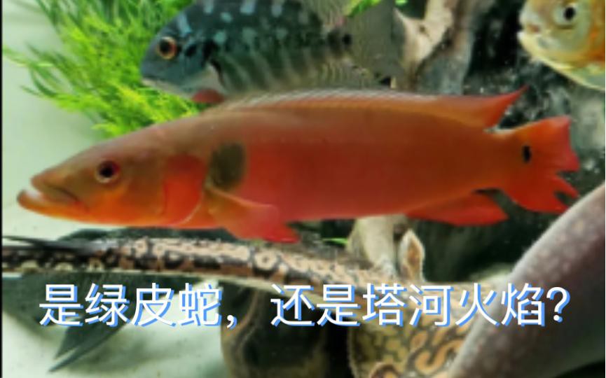 如何判斷孔雀龍魚的年齡？