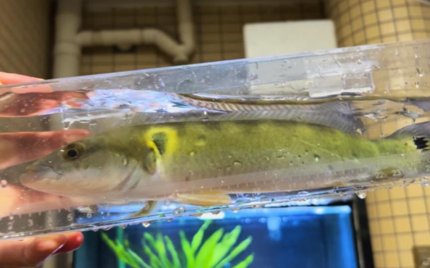 如何判斷孔雀龍魚的年齡？