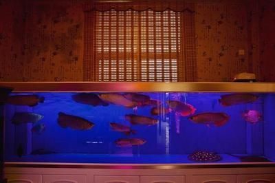 紅龍魚對情緒的影響：紅龍魚對情緒的影響主要體現在養殖環境的設置、觀賞價值等方面