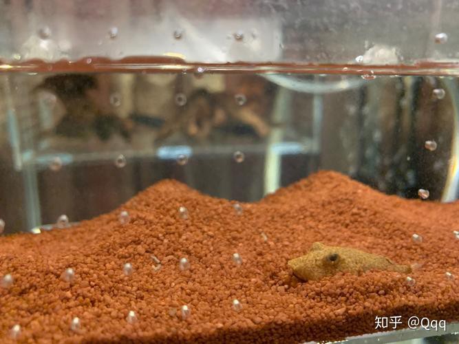 小銀龍魚怎么養及喂養技巧圖解