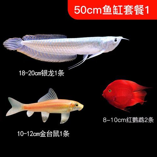 小銀龍魚怎么養及喂養技巧圖解