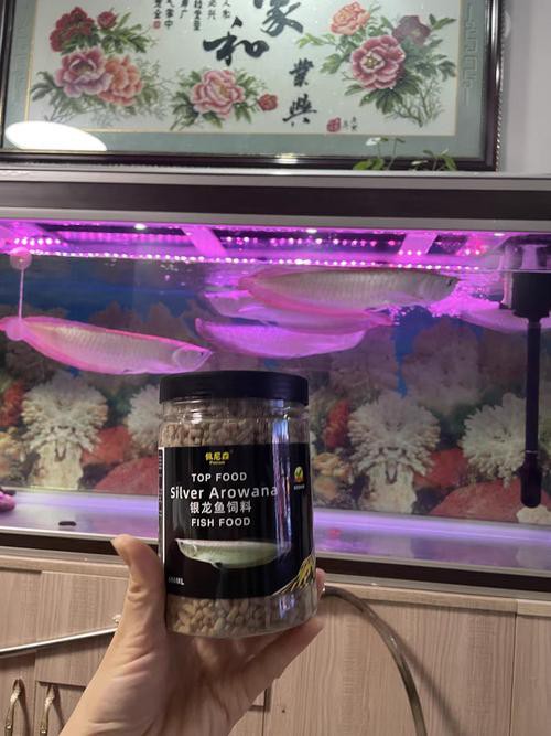 小銀龍魚怎么養及喂養技巧圖解