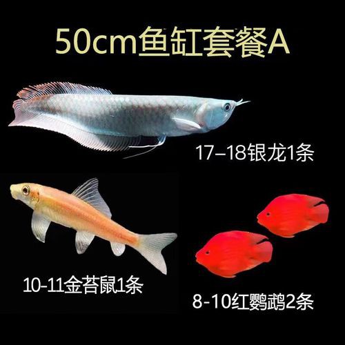 小銀龍魚怎么養及喂養技巧圖解