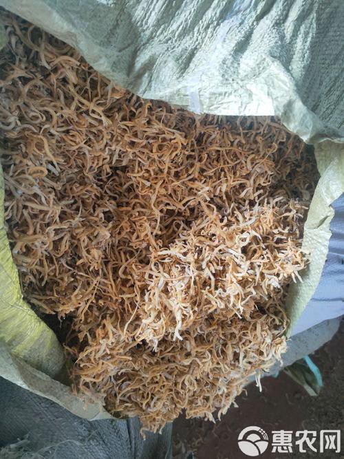 小銀龍魚怎么養及喂養技巧圖解