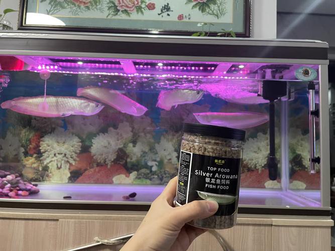 小銀龍魚怎么養及喂養技巧圖解