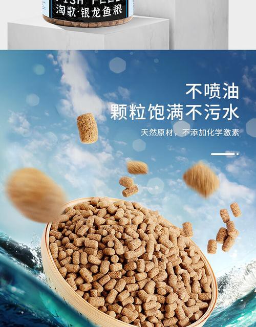 小銀龍魚怎么養及喂養技巧圖解