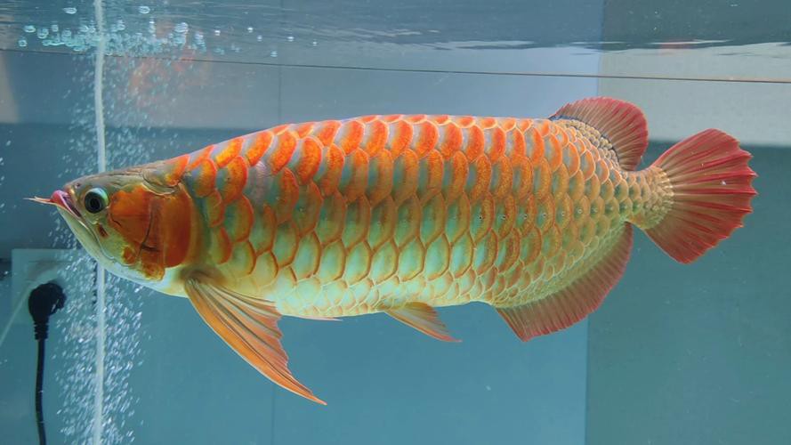 極品紅龍魚頭像圖片大全