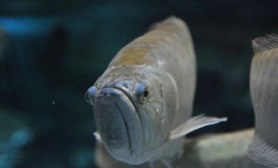 銀龍魚幼魚飼料營養(yǎng)搭配指南：銀龍魚幼魚飼料品牌推薦，銀龍魚幼魚飼料保存技巧