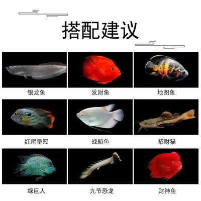 銀龍魚幼魚飼料營養(yǎng)搭配指南：銀龍魚幼魚飼料品牌推薦，銀龍魚幼魚飼料保存技巧