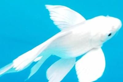 蝴蝶鯉和龍魚可以混養嗎（蝴蝶鯉和龍魚混養的秘訣有三點蝴蝶鯉和龍魚混養的秘訣）