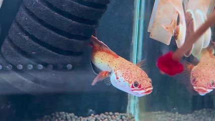 蝴蝶鯉和龍魚可以混養(yǎng)嗎（蝴蝶鯉和龍魚混養(yǎng)的秘訣有三點蝴蝶鯉和龍魚混養(yǎng)的秘訣）