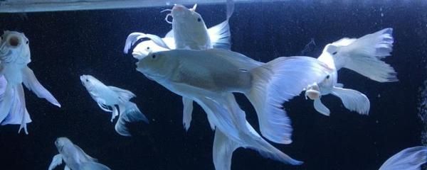 蝴蝶鯉和龍魚可以混養(yǎng)嗎（蝴蝶鯉和龍魚混養(yǎng)的秘訣有三點蝴蝶鯉和龍魚混養(yǎng)的秘訣）