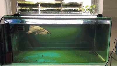 過背金龍魚苗怎么挑選：過背金龍魚苗的挑選需要注意以下幾個關鍵點