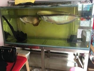 過背金龍魚苗怎么挑選：過背金龍魚苗的挑選需要注意以下幾個關鍵點