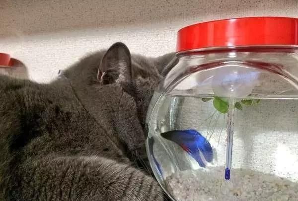 魚缸里的魚發朋友圈說說（如何拍攝魚缸美照魚缸生態平衡維護）