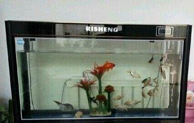 魚缸里的魚發朋友圈說說（如何拍攝魚缸美照魚缸生態平衡維護）