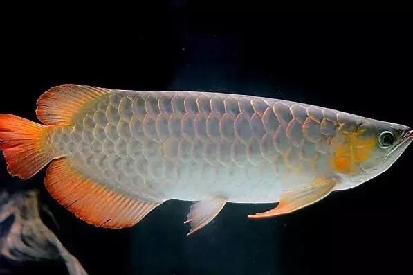 橙龍魚有養的價值嗎（橙龍魚養殖價值約10億元，橙紅龍魚的養殖價值）