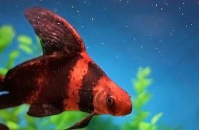 胭脂龍魚（胭脂龍魚是一種受歡迎的觀賞魚，其成長和壽命受到多種因素影響）