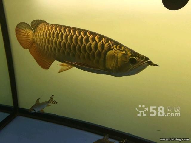 龍魚證書芯片，龍魚芯片對市場價格的影響