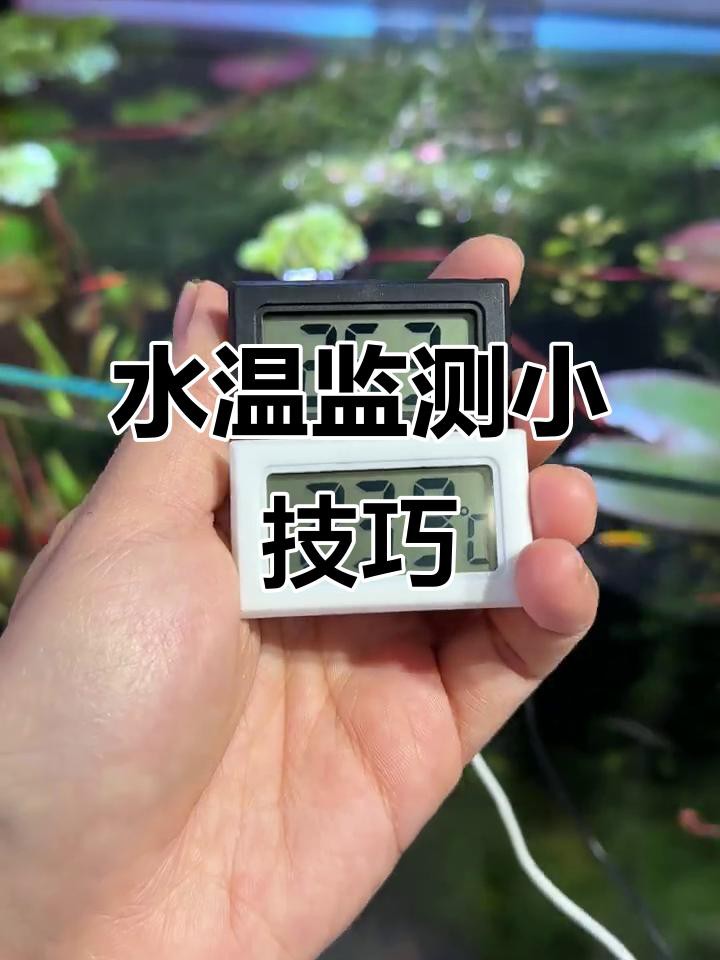如何監測和調整過背金龍的水溫？