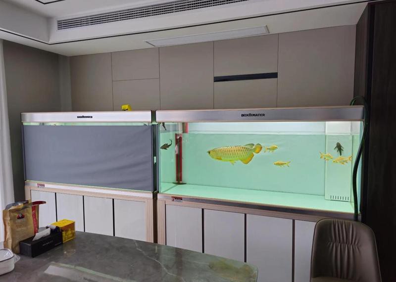 如何監測和調整過背金龍的水溫？