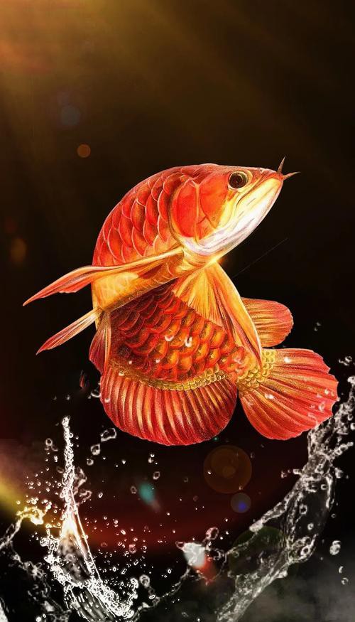 巨大金龍魚圖片大全