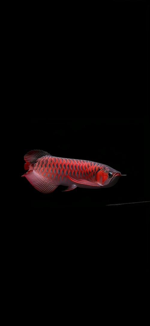巨大金龍魚圖片大全
