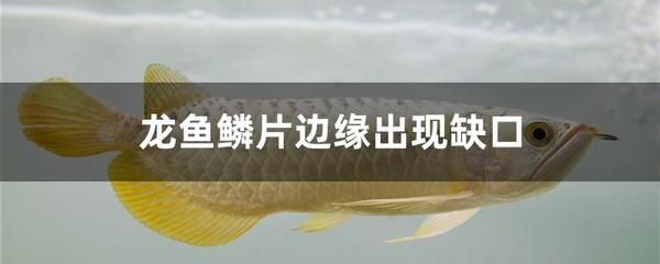 龍魚鱗片有缺口的原因及處理方法（龍魚鱗片出現缺口可能由多種因素引起以下幾種常見原因）