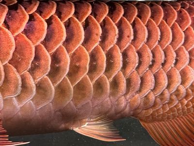 龍魚鱗片有缺口的原因及處理方法（龍魚鱗片出現缺口可能由多種因素引起以下幾種常見原因）