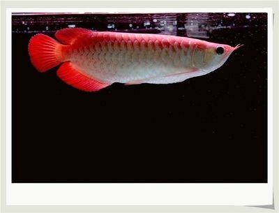 龍魚鱗片有缺口的原因及處理方法（龍魚鱗片出現缺口可能由多種因素引起以下幾種常見原因）