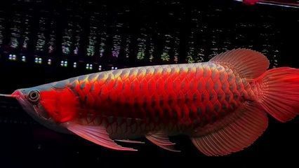 國內龍魚經銷商排行榜第一名有哪些品牌：國內龍魚經銷商排行榜第一名是誰？